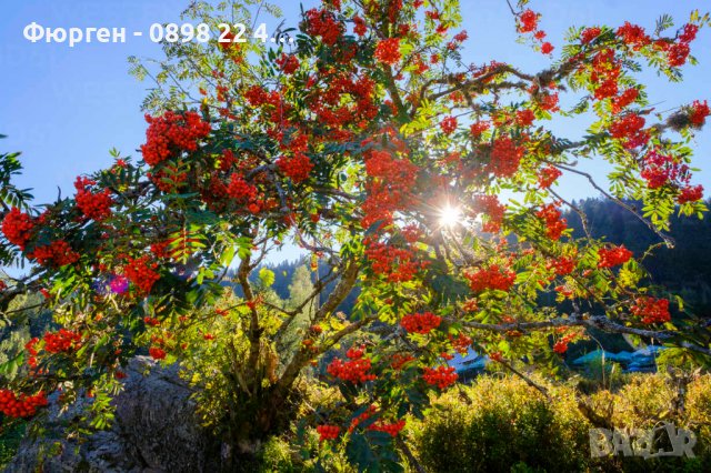 Офика - Sorbus aucuparia, снимка 5 - Разсади - 38210169
