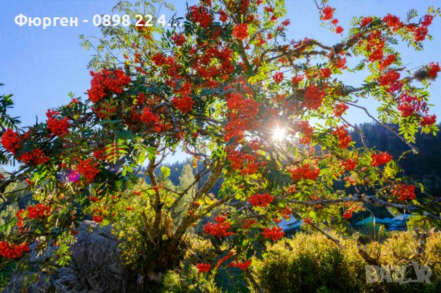 Офика - Sorbus aucuparia, снимка 5 - Разсади - 38210169