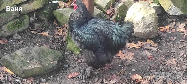 Продавам петел порода черна брама, снимка 4 - Кокошки и пуйки - 52953944