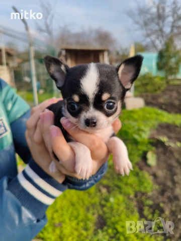 Чихуахуа , снимка 10 - Чихуахуа - 52482400