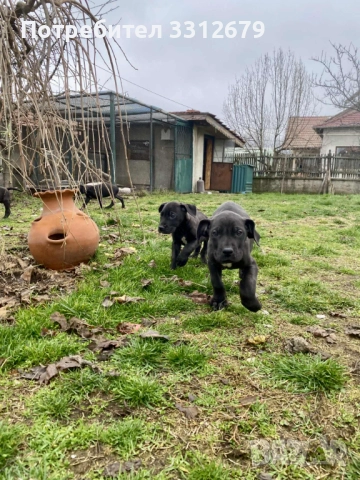 Немски дог - бебета, снимка 11 - Немски дог - 52621505