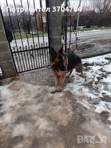 Продавам немска овчарка , снимка 11 - Немска овчарка - 53245024