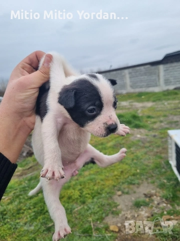 Продавам малки Американски питбула по на 30 дена, снимка 7 - Питбул - 53472374