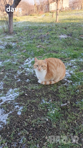 Рижави котета на 6 мес. търсят дом, снимка 5 - Други - 53116819