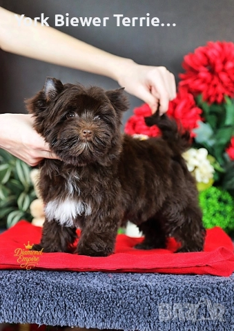 Йорк шоколадов! Игриво и контактно момчето с родословие за деца и възрастни!