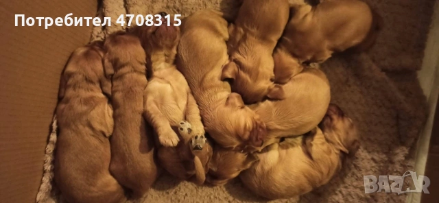 Кокер  шпаньол чистокръвно момченце, снимка 9 - Кокер шпаньол - 53475182