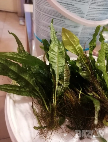 Продавам Пистия Криптокорин и други растения , снимка 7 - Аквариуми - 52808885