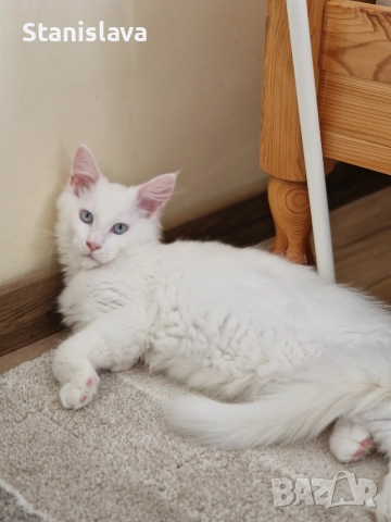 котенца Мейн Куун, снимка 5 - Мейн кун - 52773357