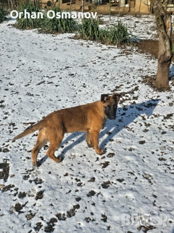 Белгийска овчарка Малиноа
