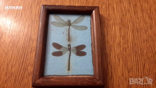 Колекция от пеперуди рамкирани  120лв за всички , снимка 6 - Колекции - 40701500