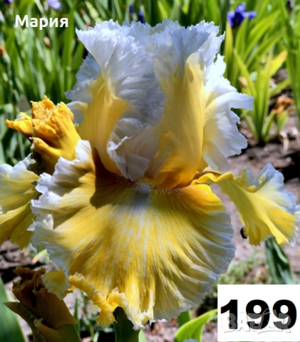 Сортови вискоки ириси /брадати ириси, снимка 6 - Градински цветя и растения - 51459166