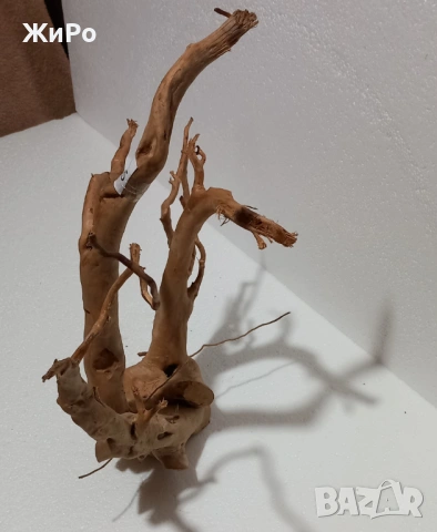 Корен от Азалия /декорация/ 35, снимка 3 - Други - 48966580