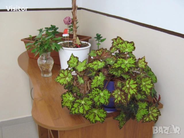 Canon PowerShot A470, снимка 18 - Фотоапарати - 52850721