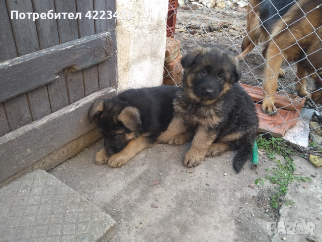 Немски овчарки, снимка 2 - Немска овчарка - 52964959