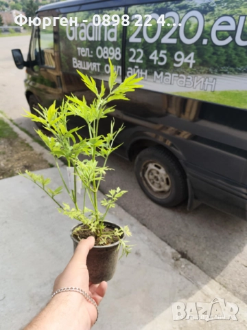 ЧЕРЕН БЪЗ GOLDEN TOWER - ЗЛАТНА КУЛА, снимка 7 - Разсади - 51938768