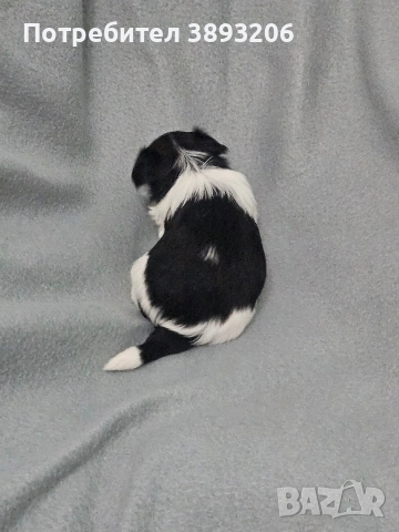 биверчета, снимка 5 - Йоркширски териер - 52788675