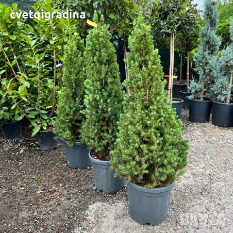 Picea glauca CONICA(Декоративен смърч), снимка 1 - Градински цветя и растения - 43365838