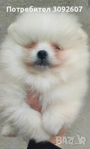 Померан момче 