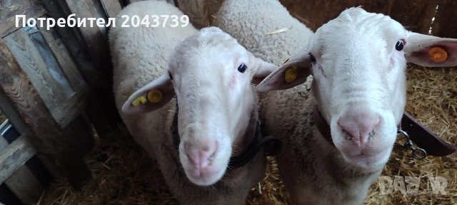 Два коча ЛАКОН., снимка 2 - Овце - 53184779