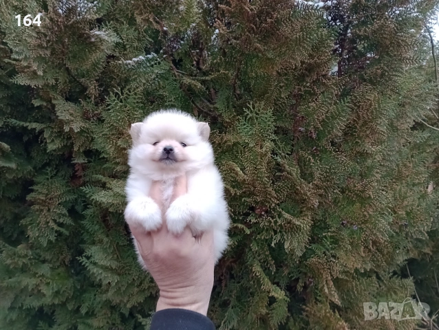 Женски Померанчета. Реални снимки от 10.02.26 г. , снимка 4 - Померан - 53416990