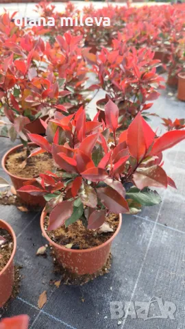 Фотиния Литъл Ред Робин, Photinia fr. Little Red Robin, снимка 6 - Градински цветя и растения - 43806136