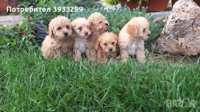 Пудел той пуделчета , снимка 5 - Пудели - 51947182