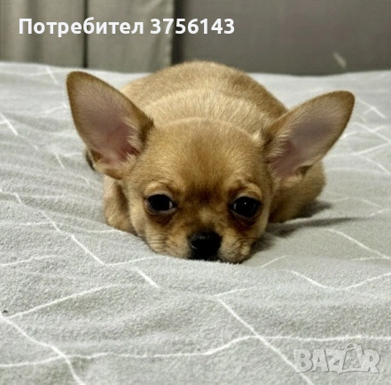 Топ Мъжко Мини Чихуахуа , снимка 4 - Чихуахуа - 53065953
