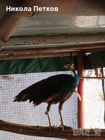 Пауни-бели и арлекин, снимка 5 - други­ - 52296268