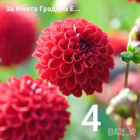 Далия коренище, снимка 4 - Градински цветя и растения - 49489656