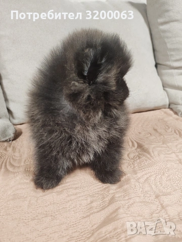 Померан мини мъжки., снимка 11 - Померан - 52878318