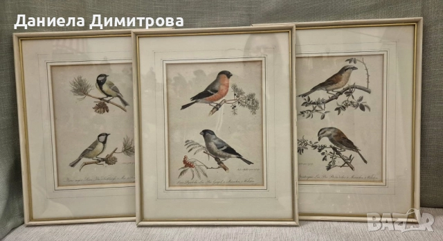 Три рамкирани принта с красиви птици