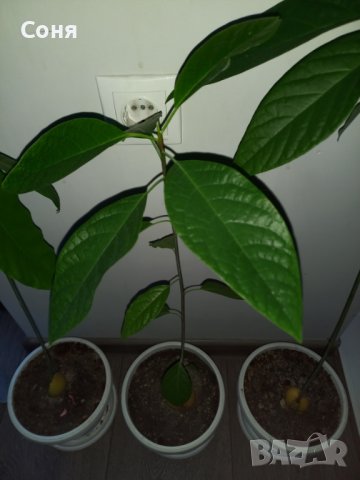 Авокадо, снимка 3 - Градински цветя и растения - 38568652