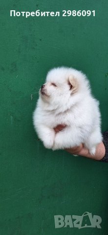 Померан Бебета , снимка 4 - Померан - 40794432