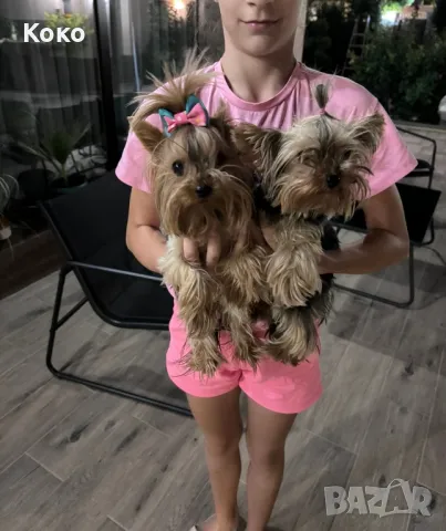 йорки/йоркита /Оферта , снимка 7 - Йоркширски териер - 48297389