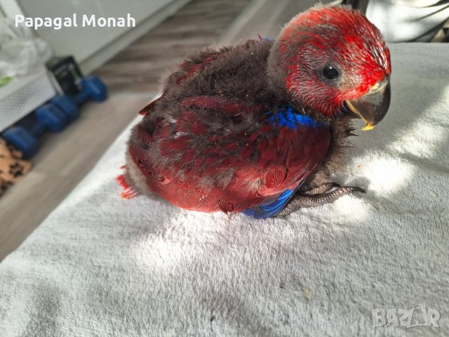 Еклектуси Благороден папагал, снимка 3 - Папагали - 41415366