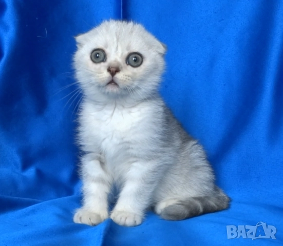 Клепоухо късокосместо - с зелени очи, снимка 3 - Британска късокосместа - 52373949