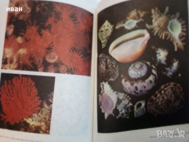 Белите платна на планетата - Никола Рашев - 1979г., снимка 4 - Енциклопедии, справочници - 52091161