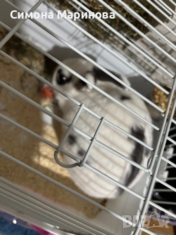 Декоративно зайче, снимка 3 - Декоративни зайчета - 53009076