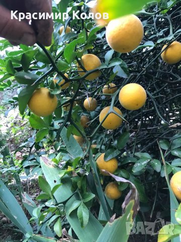 Портокал трилистен,Poncirus trifoliata, семена и растения, снимка 15 - Градински цветя и растения - 27077029