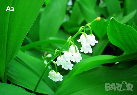 Продавам цветя Момина сълза, бяла и розова (гъсти съцветия) – разсад, снимка 17 - Разсади - 39640258