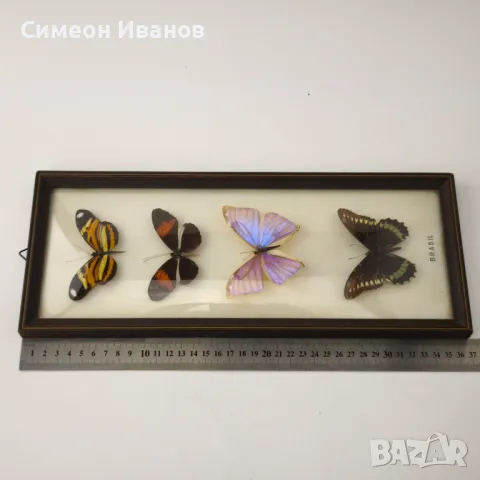 Препарирани пеперуди в рамка от Бразилия #5891, снимка 15 - Други ценни предмети - 50268046