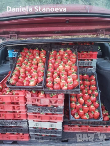 Разсад ягоди  , снимка 3 - Разсади - 53576923