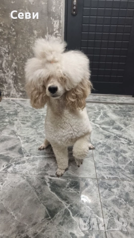 Мъжки Мини пудели, снимка 2 - Пудели - 52572904