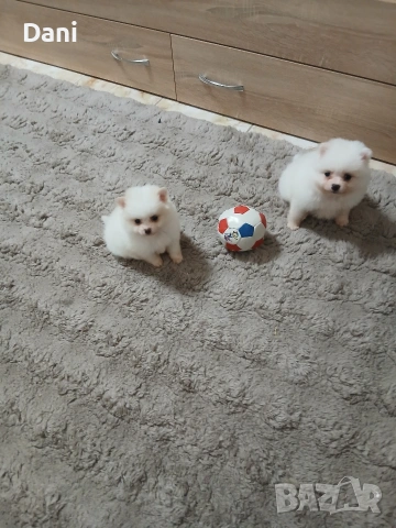 Mini Pomeran, снимка 7 - Померан - 53406474