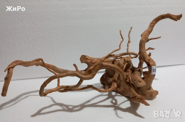 Корен от Азалия /декорация/ 10