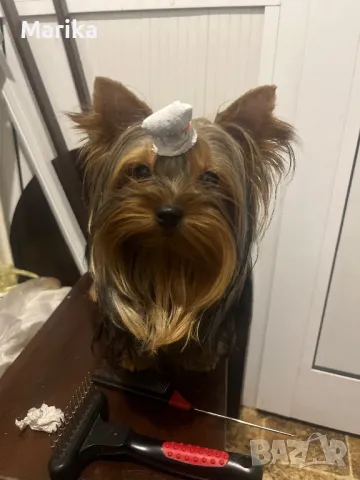 Мини йоркширски териер за разплод, снимка 5 - Йоркширски териер - 49793325