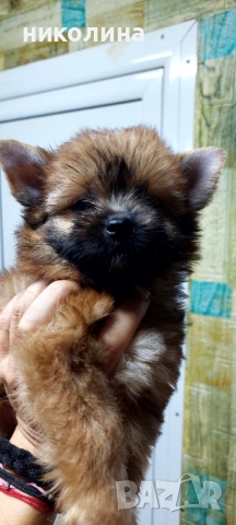 Продавам Йоркширски териер , снимка 5 - Йоркширски териер - 52893313