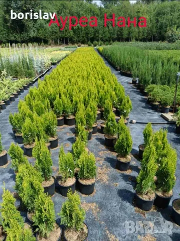 Туя(Смарагд, Фастигията и Ауреа Нана) и кипарис(леилянди, лъже и лимонов), снимка 7 - Разсади - 34875442