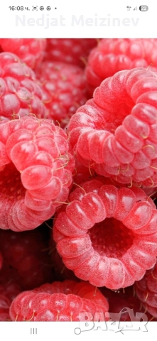 Малини разсад, снимка 4 - Разсади - 51943918