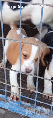 Женско кученце Бигъл 